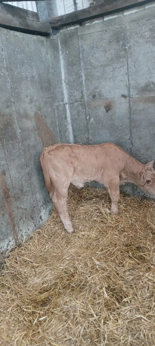 Bull calf - Image 3