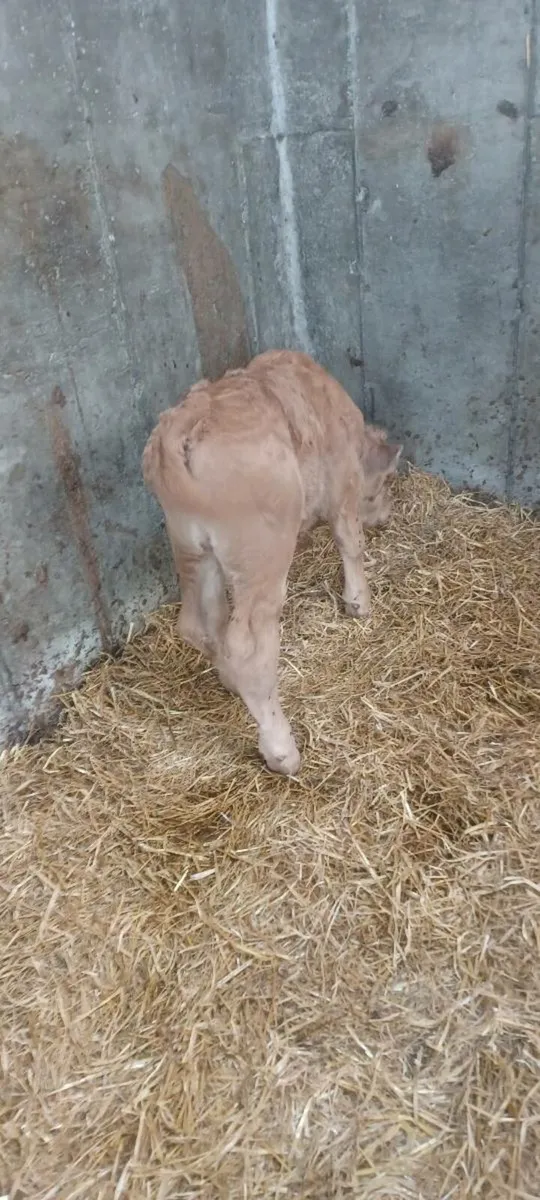 Bull calf - Image 4