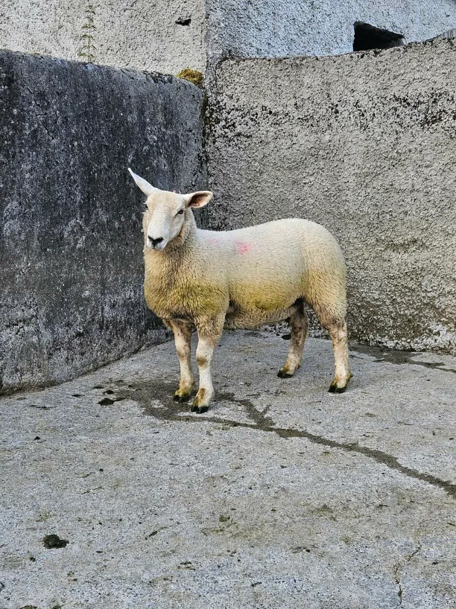 7 Ewe Lambs (1st Group) - Image 2