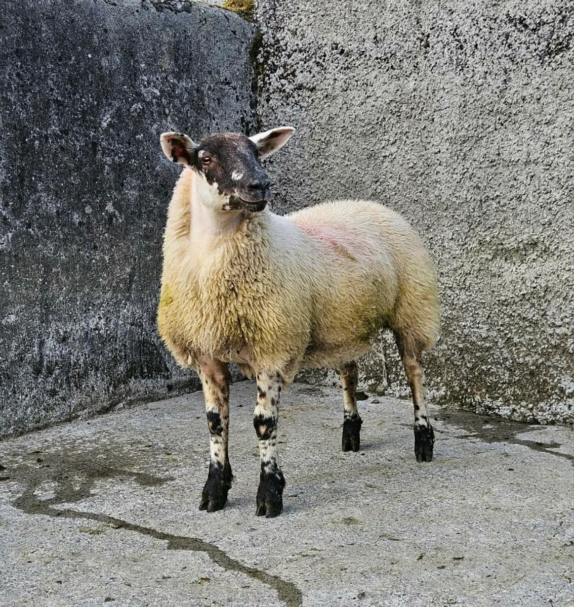 7 Ewe Lambs (1st Group) - Image 3