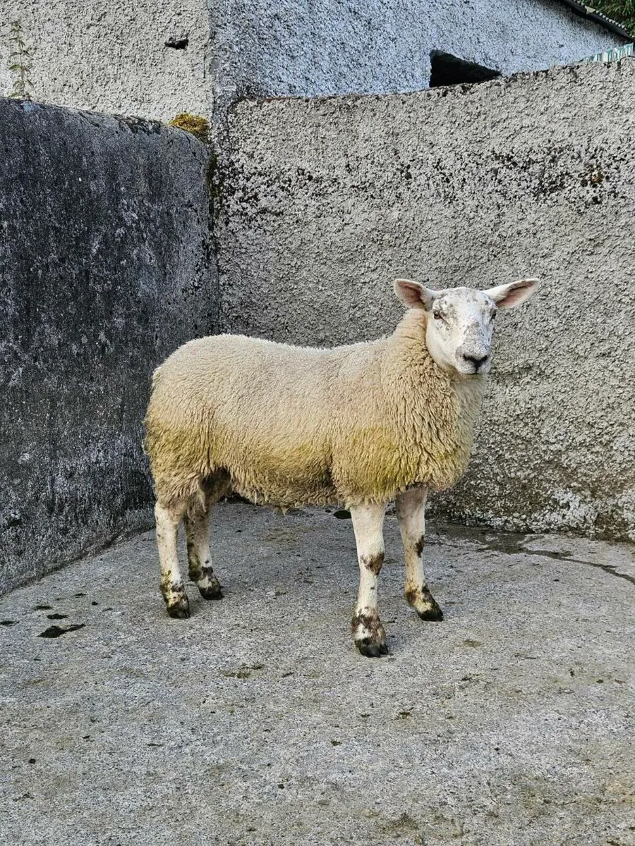 7 Ewe Lambs (1st Group) - Image 4