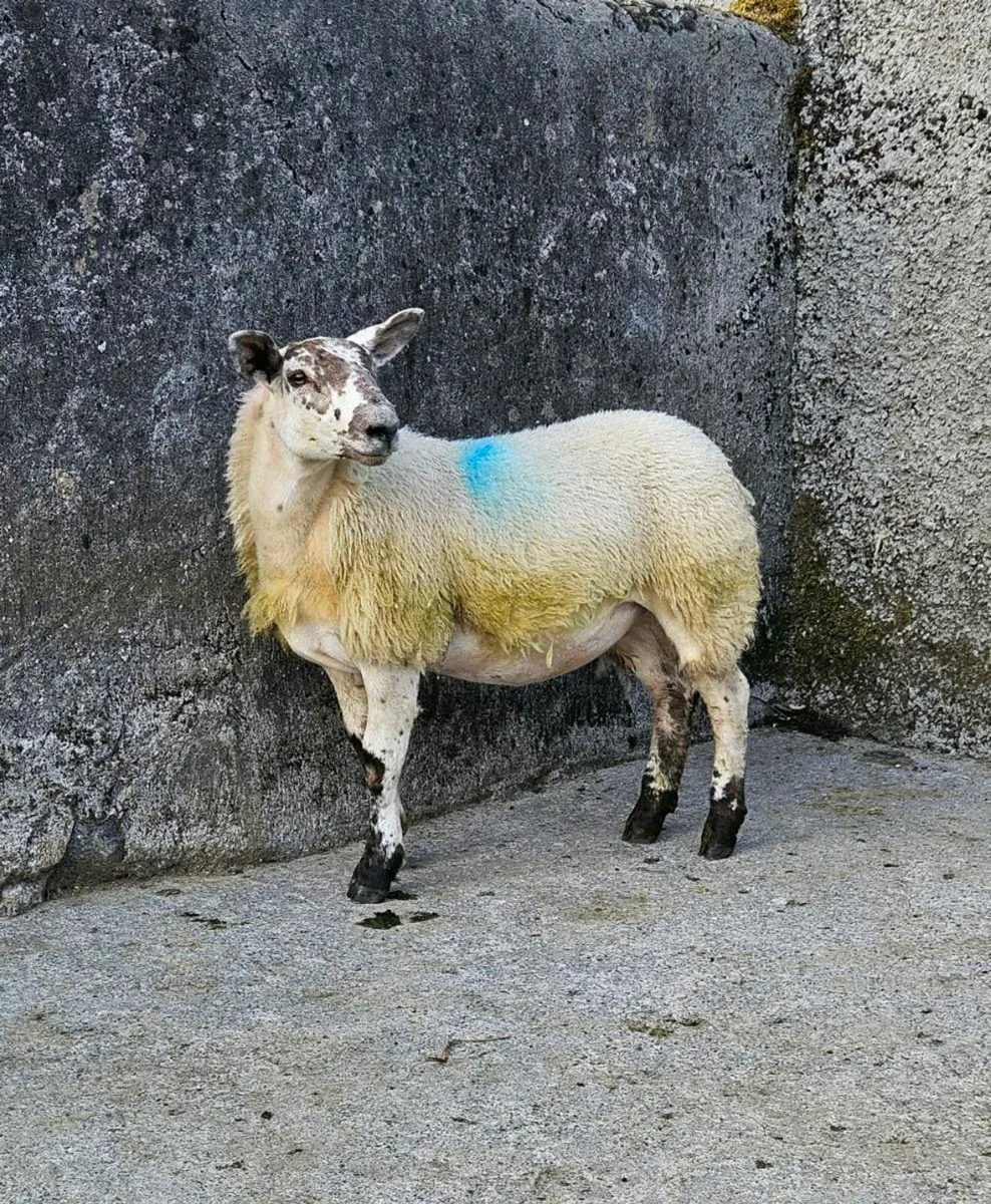 7 Ewe Lambs (1st Group) - Image 1