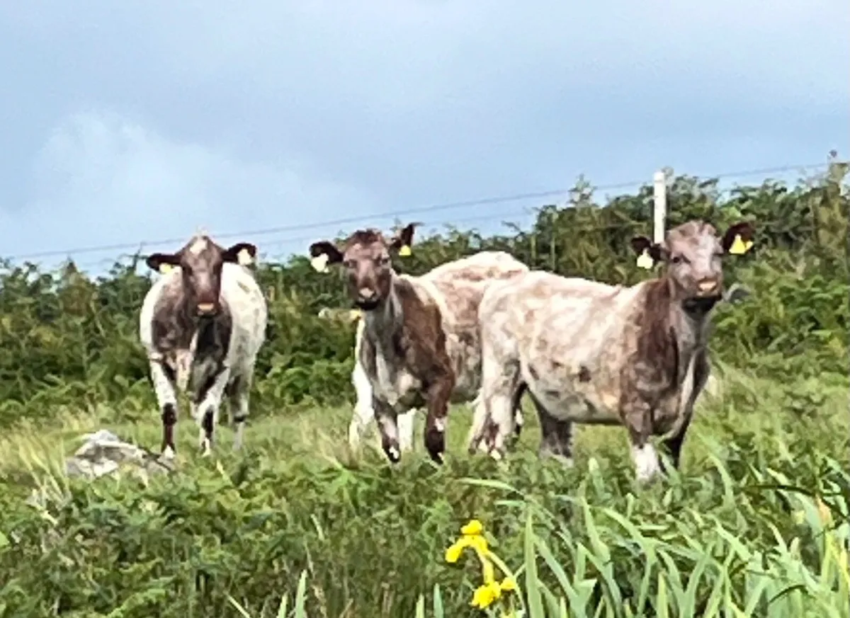 Roan Shorthorn Cow Wanted