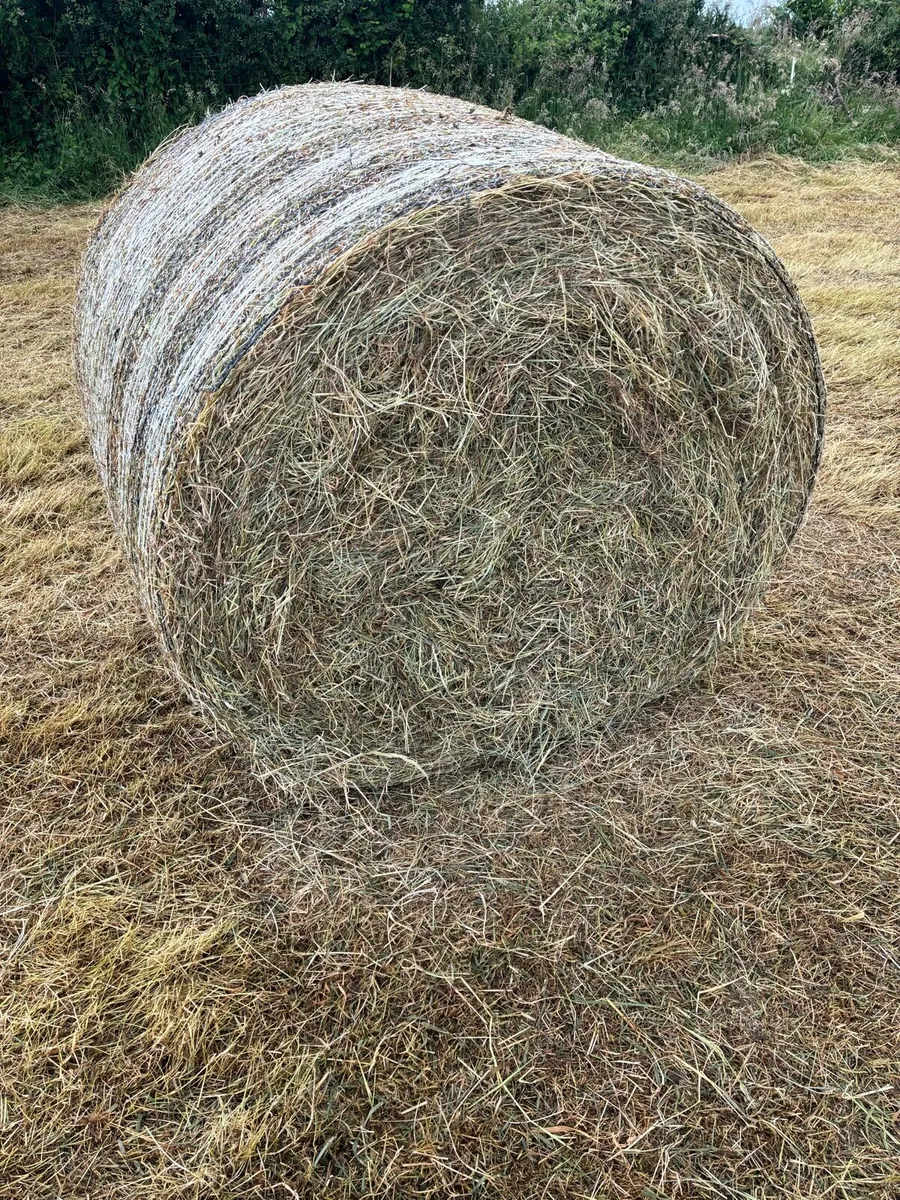 Hay - Image 1