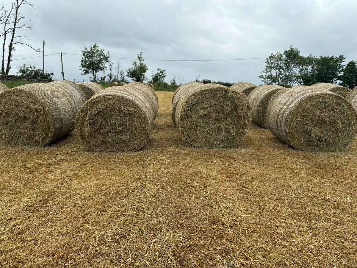 Hay - Image 2