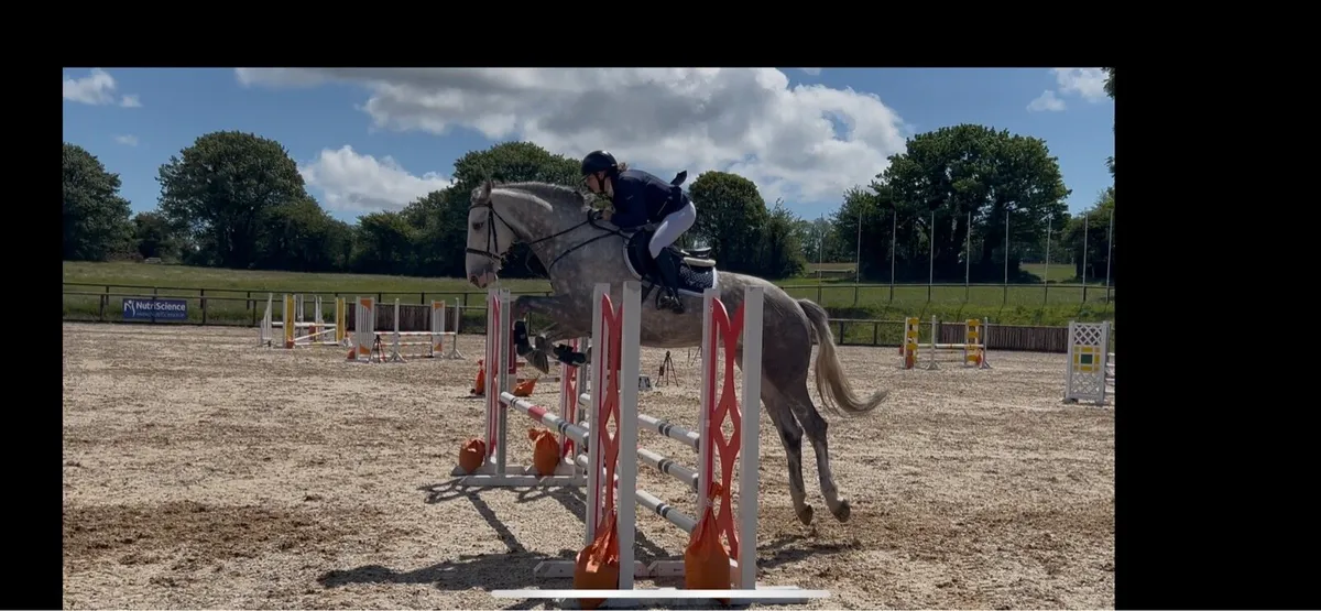 16.3hh slim shady - Image 1