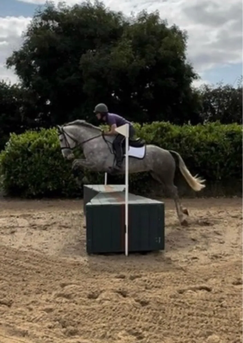 16.3hh slim shady - Image 2
