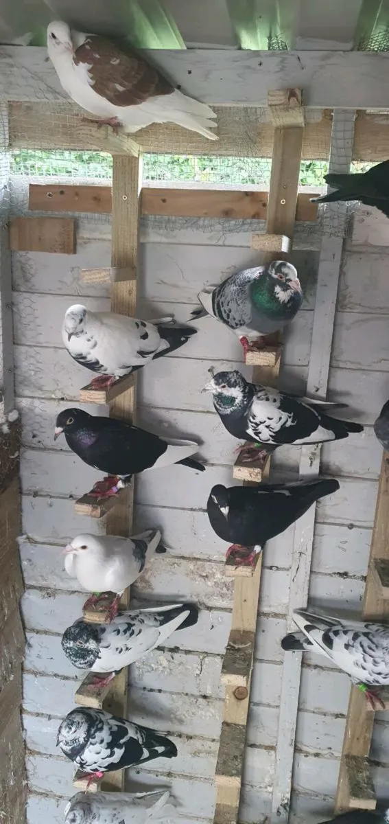 Pigeons - Image 2