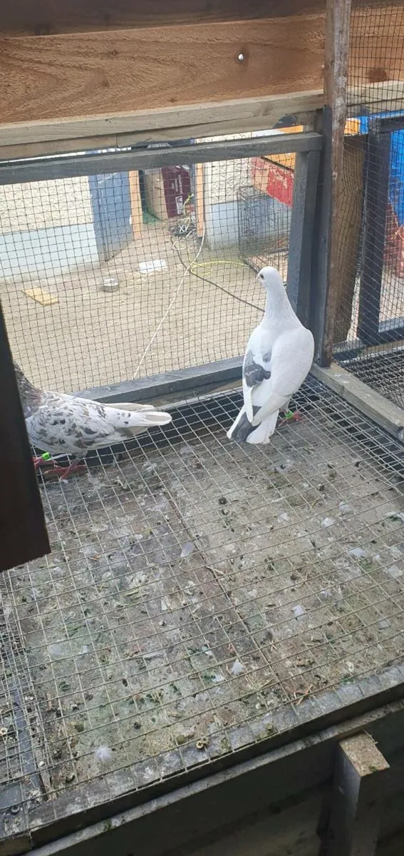 Pigeons - Image 3
