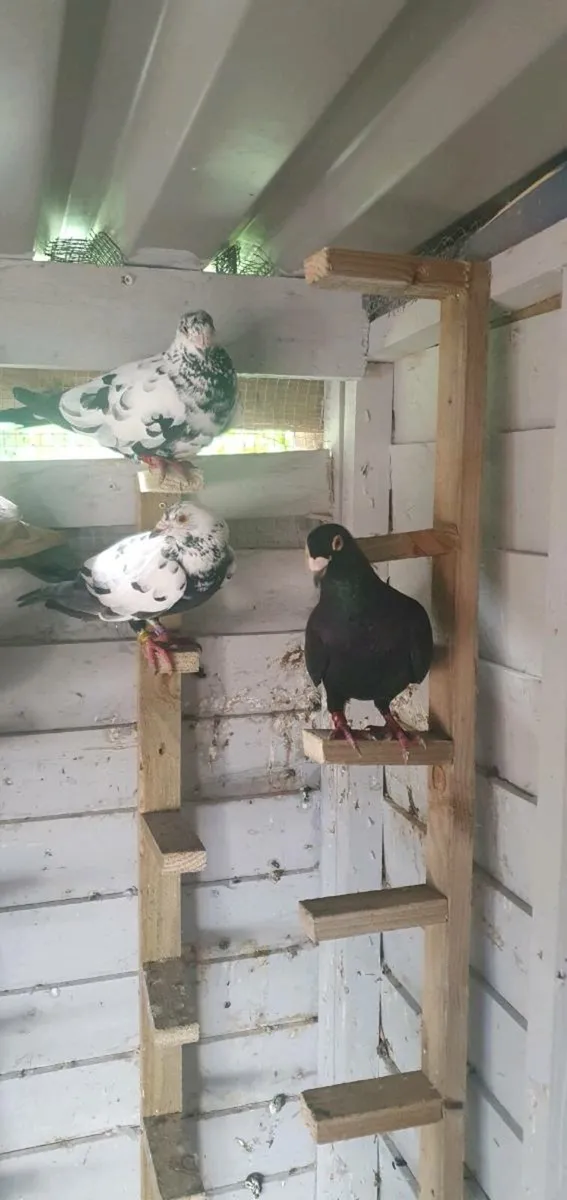 Pigeons - Image 4
