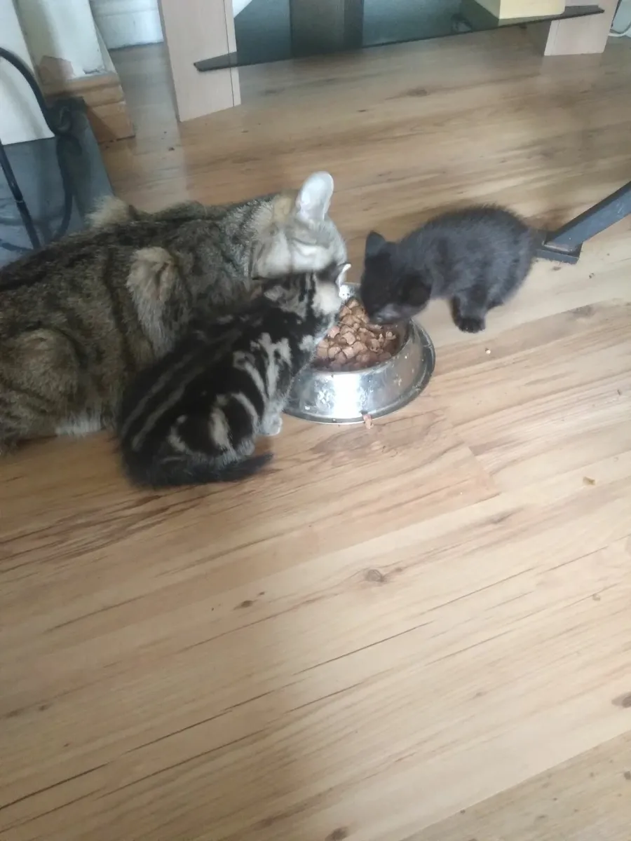 Kittens - Image 2