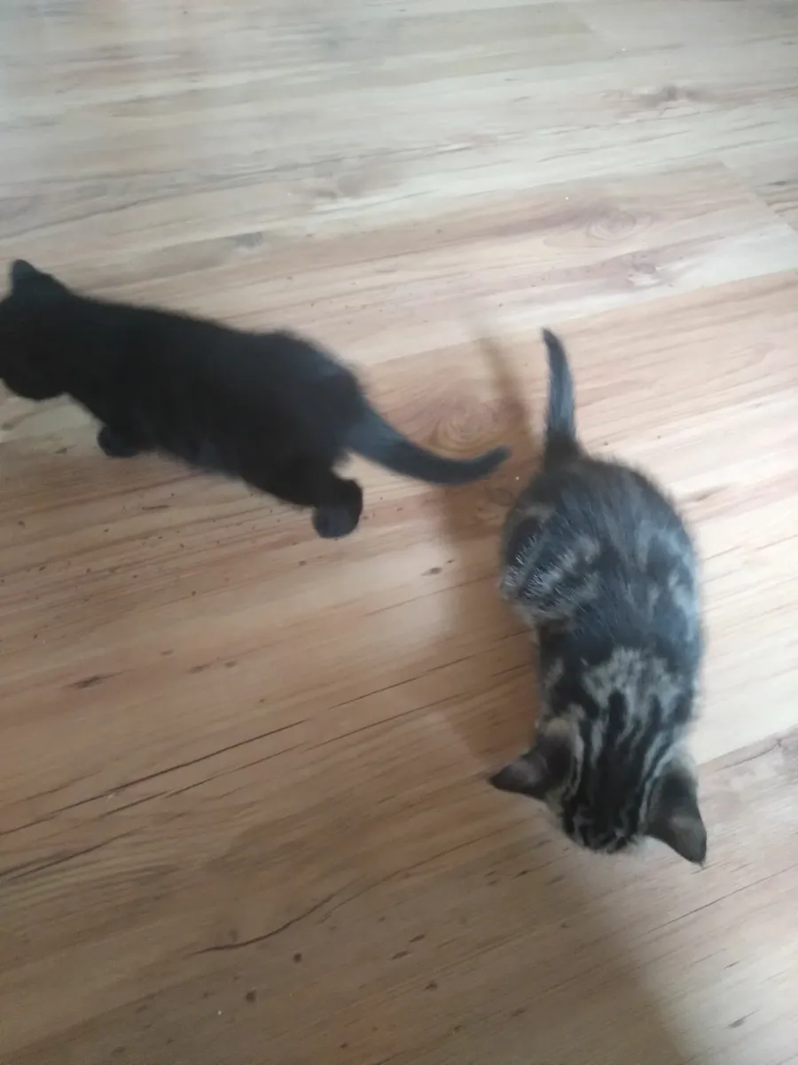 Kittens - Image 3