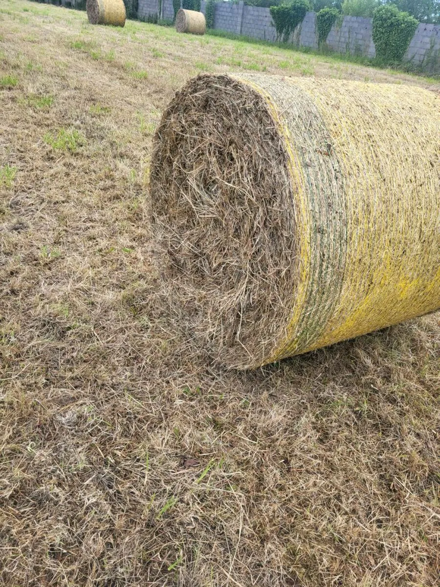 Hay - Image 1