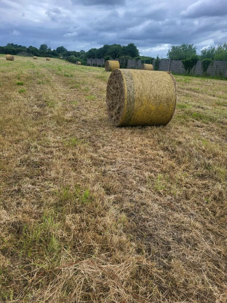 Hay - Image 2