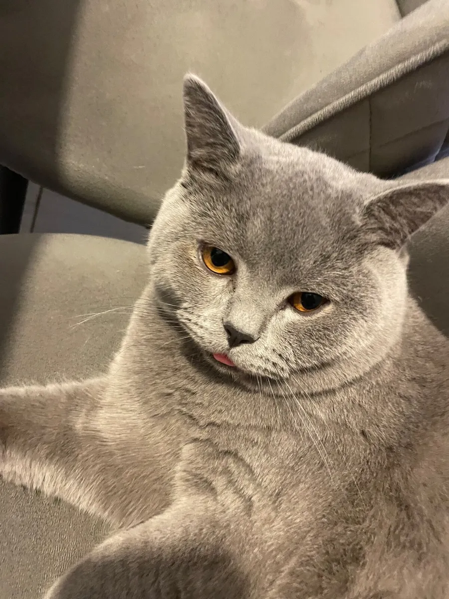 Male cat