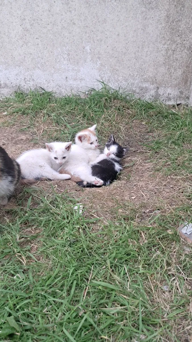 Kittens - Image 1