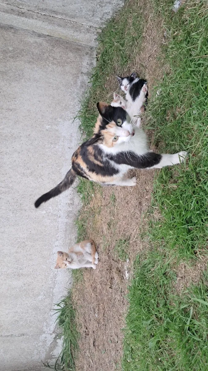 Kittens - Image 2