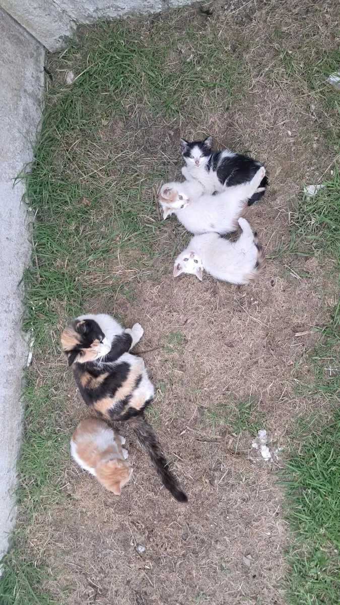 Kittens - Image 3