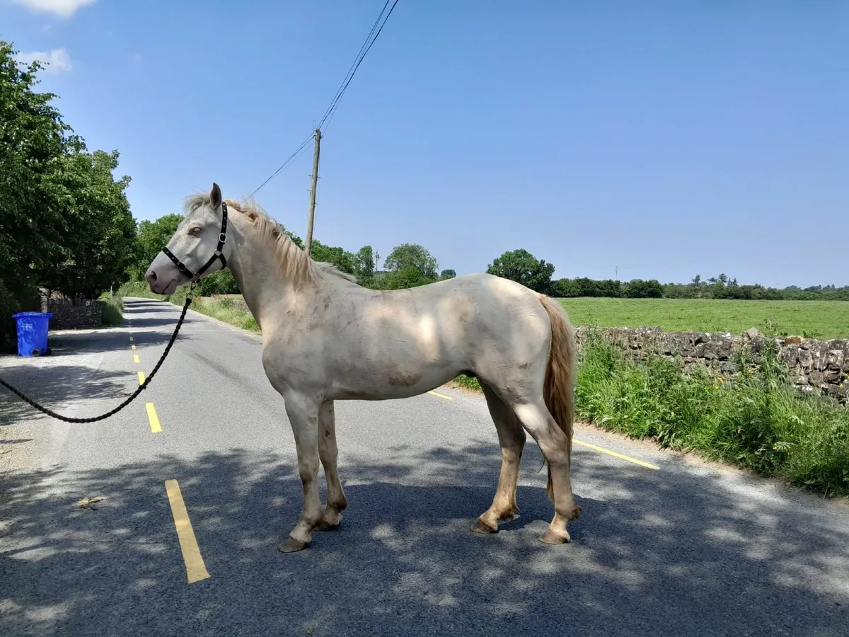 Connemara Gelding - Image 2