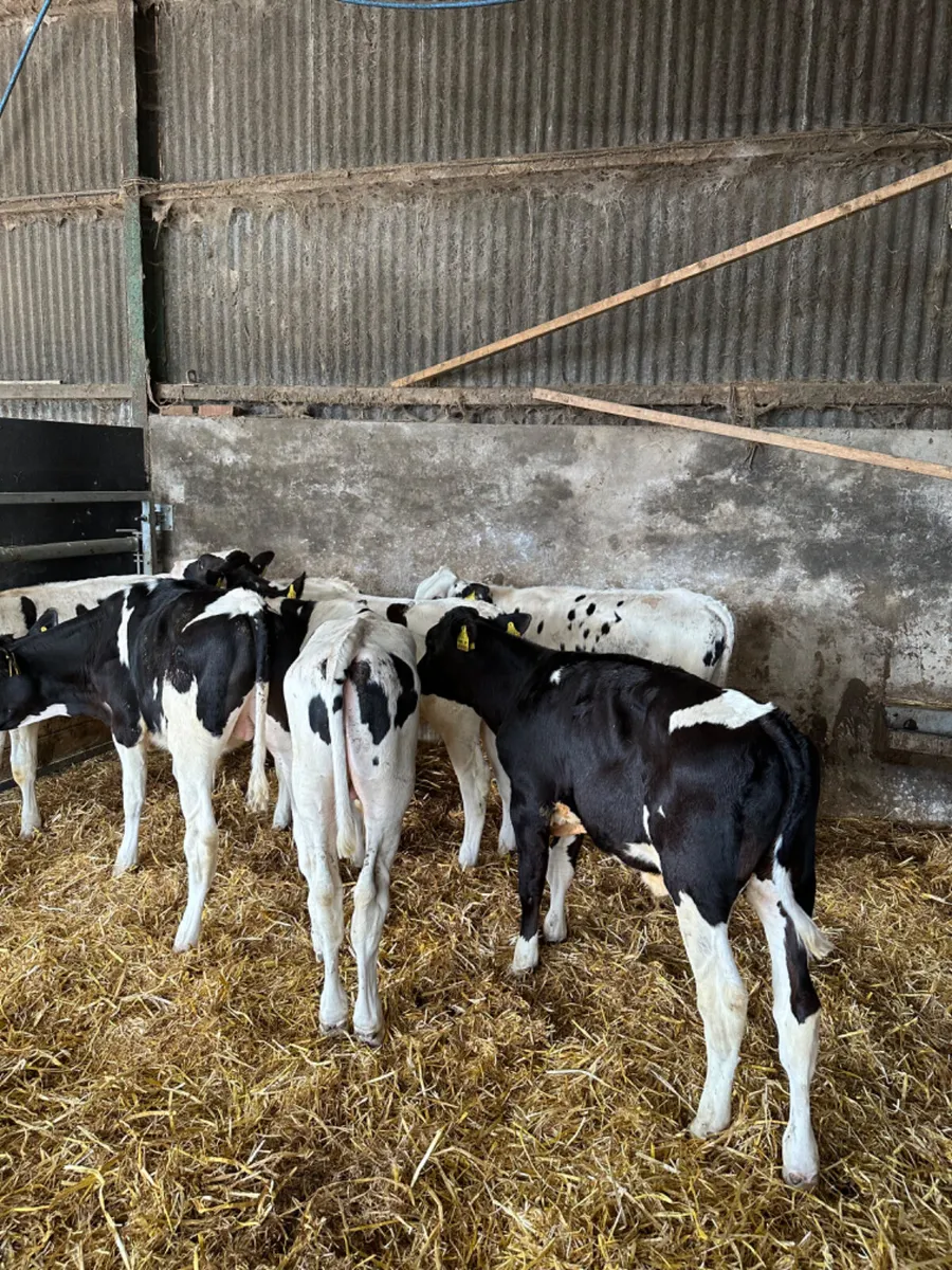 Freisan bulls - Image 1