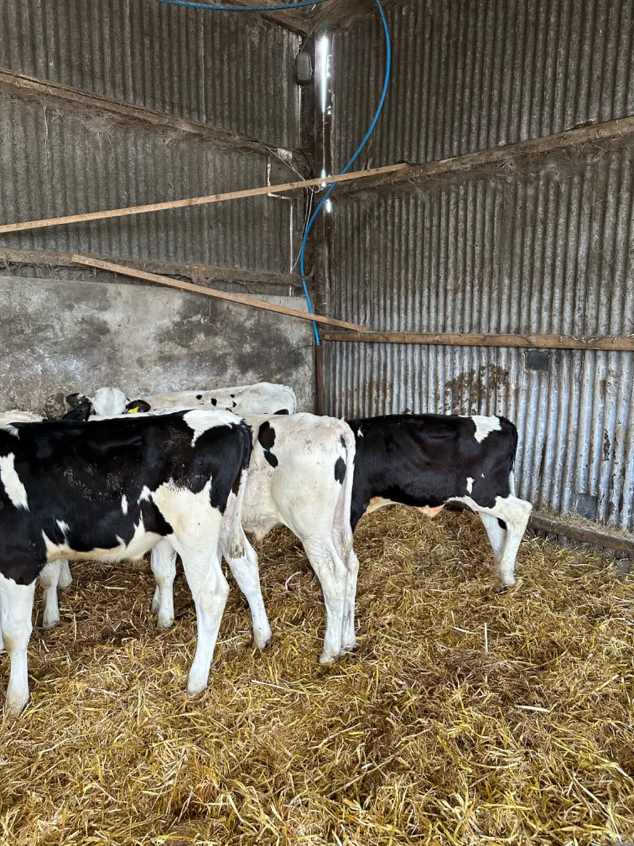 Freisan bulls - Image 3