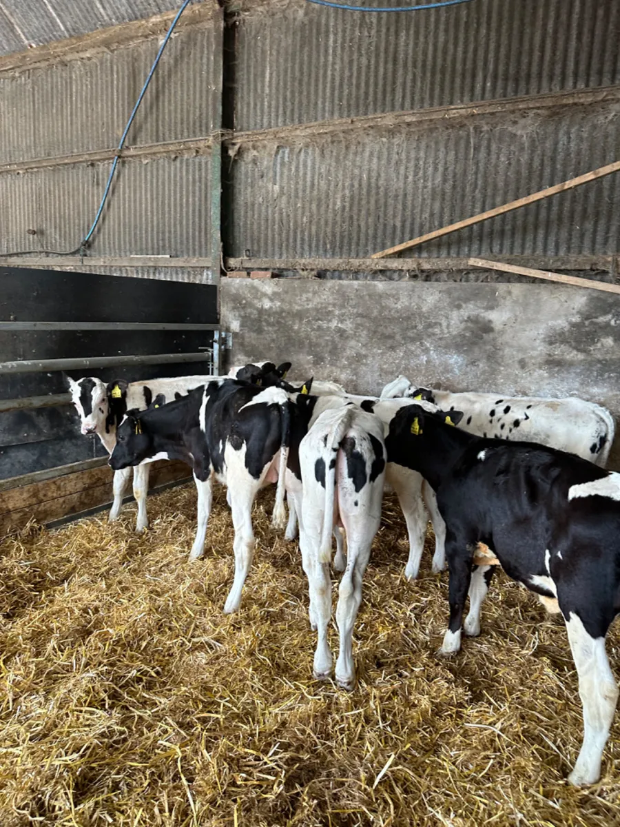 Freisan bulls - Image 2