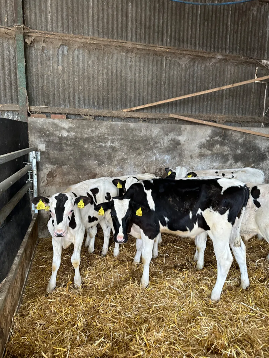Freisan bulls - Image 4