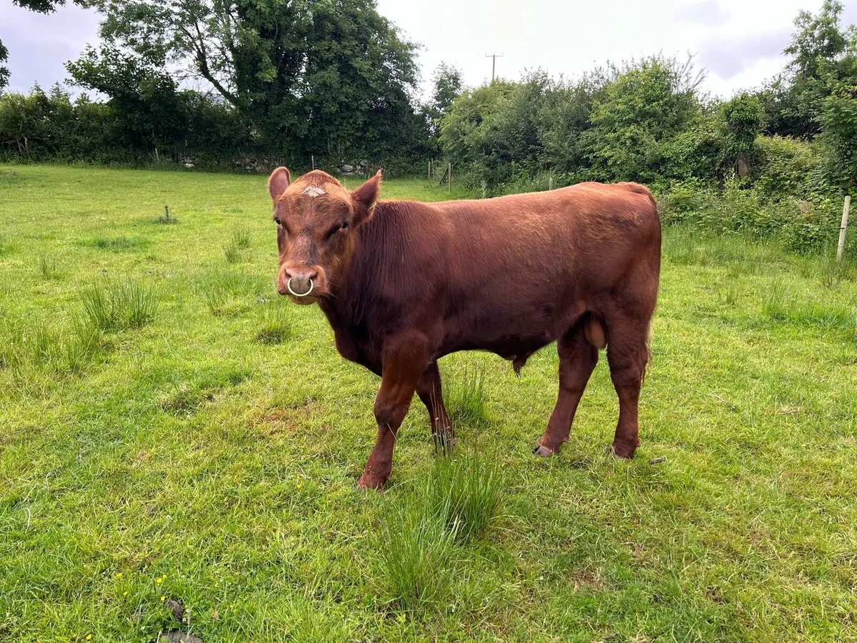 PBR Shorthorn Bull - Image 3