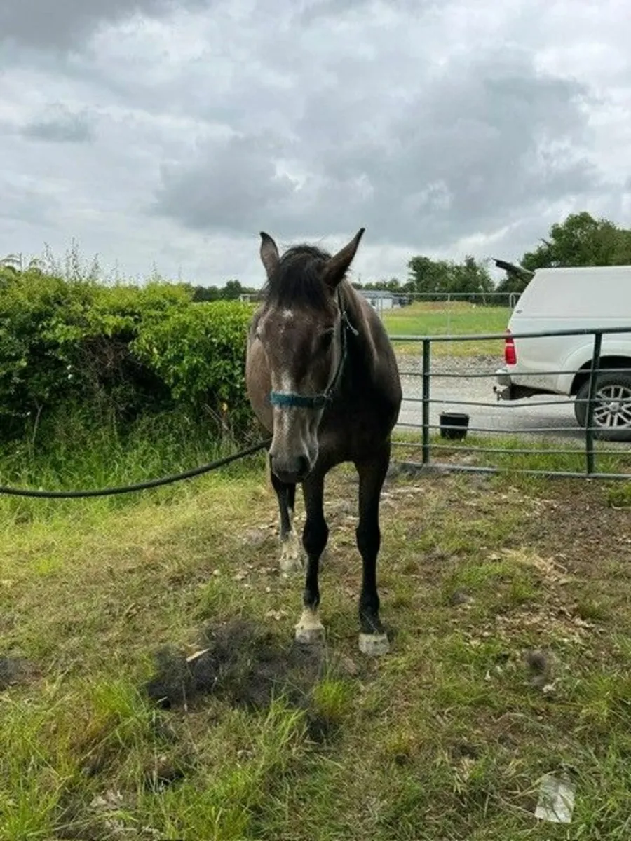 3yr old Gelding - Image 2