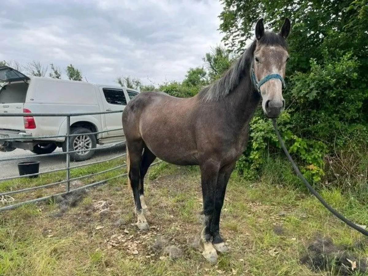 3yr old Gelding - Image 3