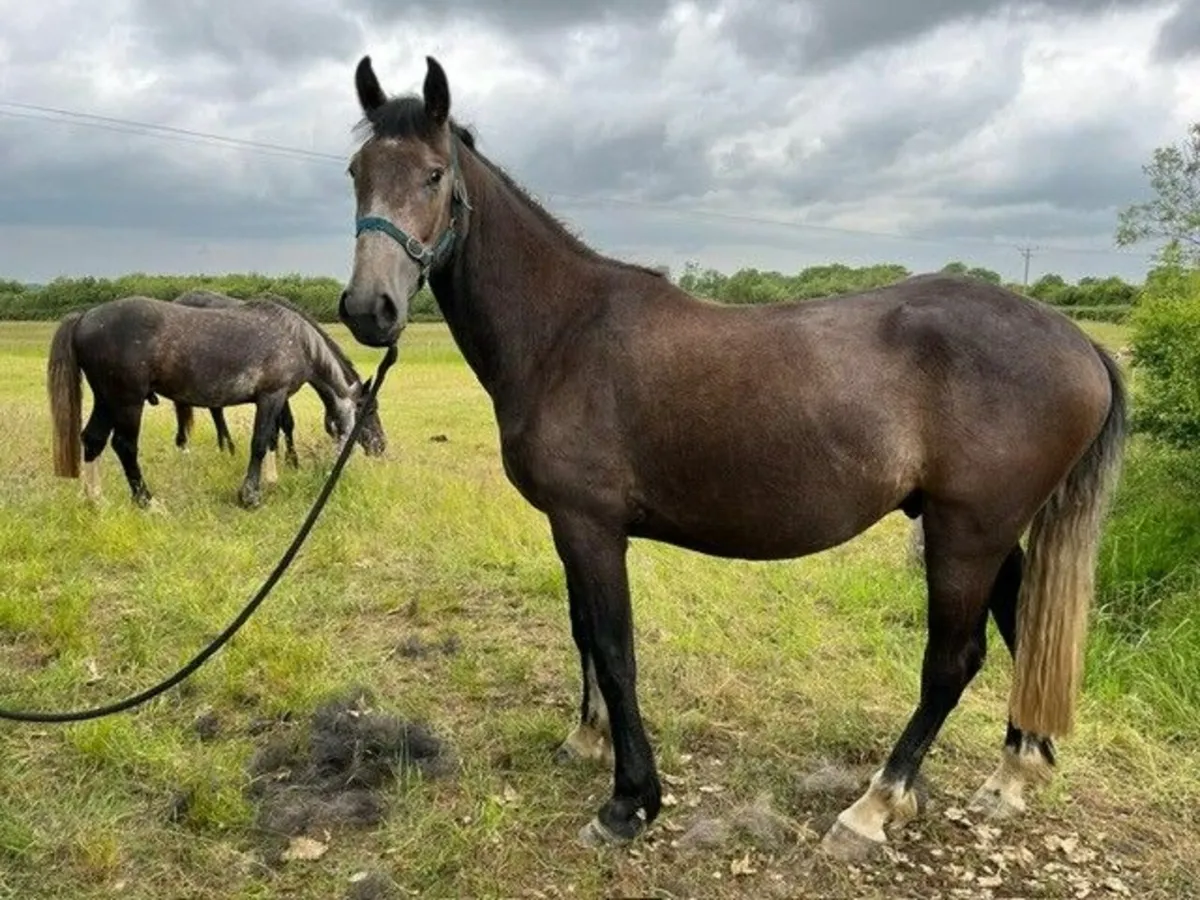 3yr old Gelding - Image 1