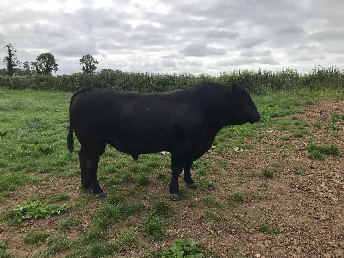 Aberdeen Angus bull - Image 1