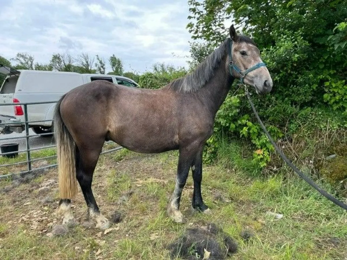 3yr old Gelding - Image 4