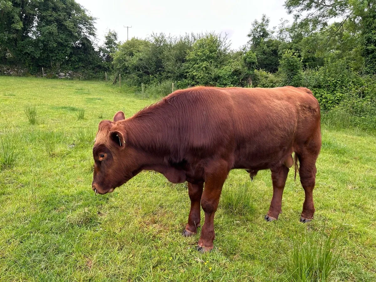 PBR Shorthorn Bull - Image 1