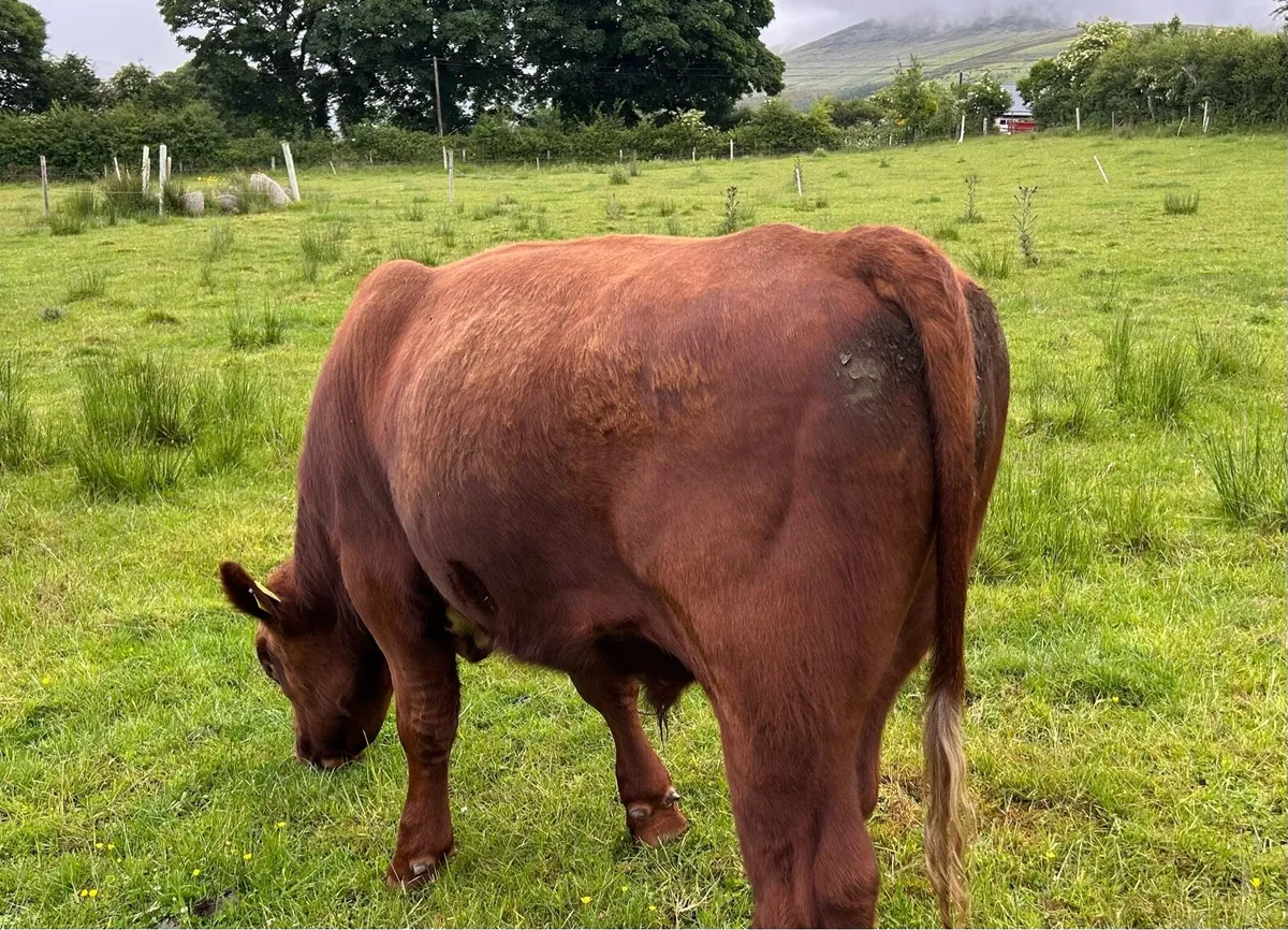 PBR Shorthorn Bull - Image 2