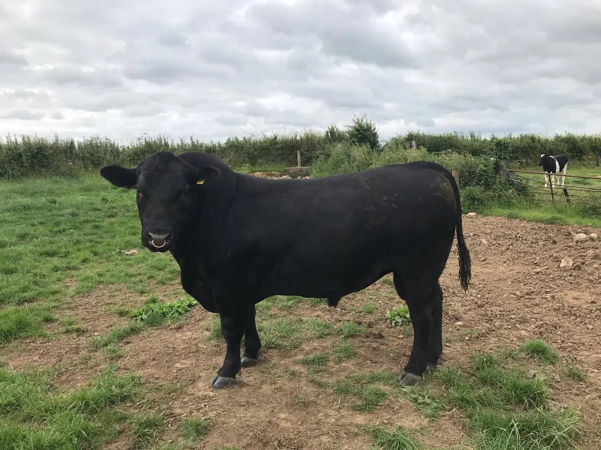 Aberdeen Angus bull - Image 2