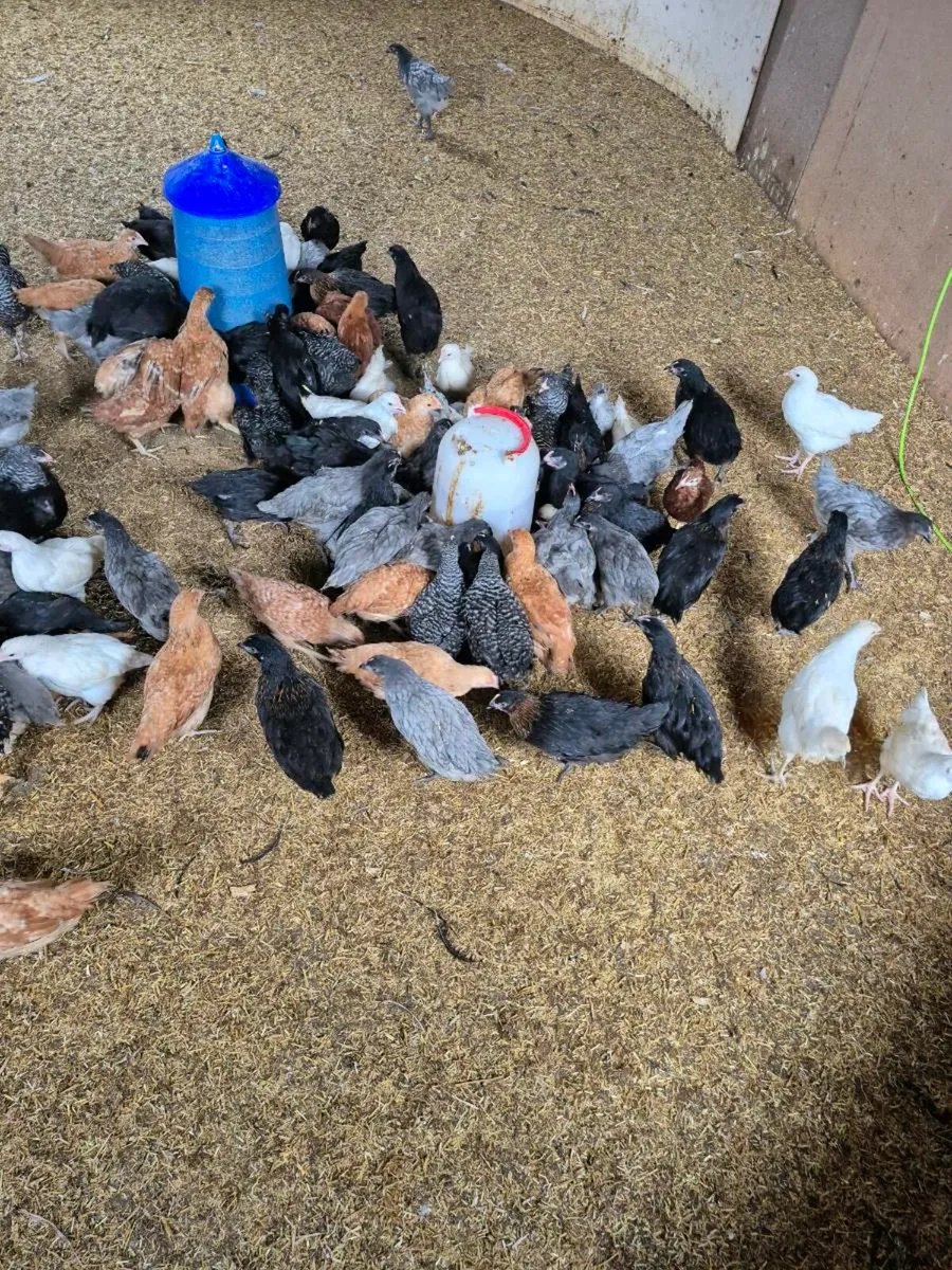 Hens and ducks and pullets for Sale - Image 3