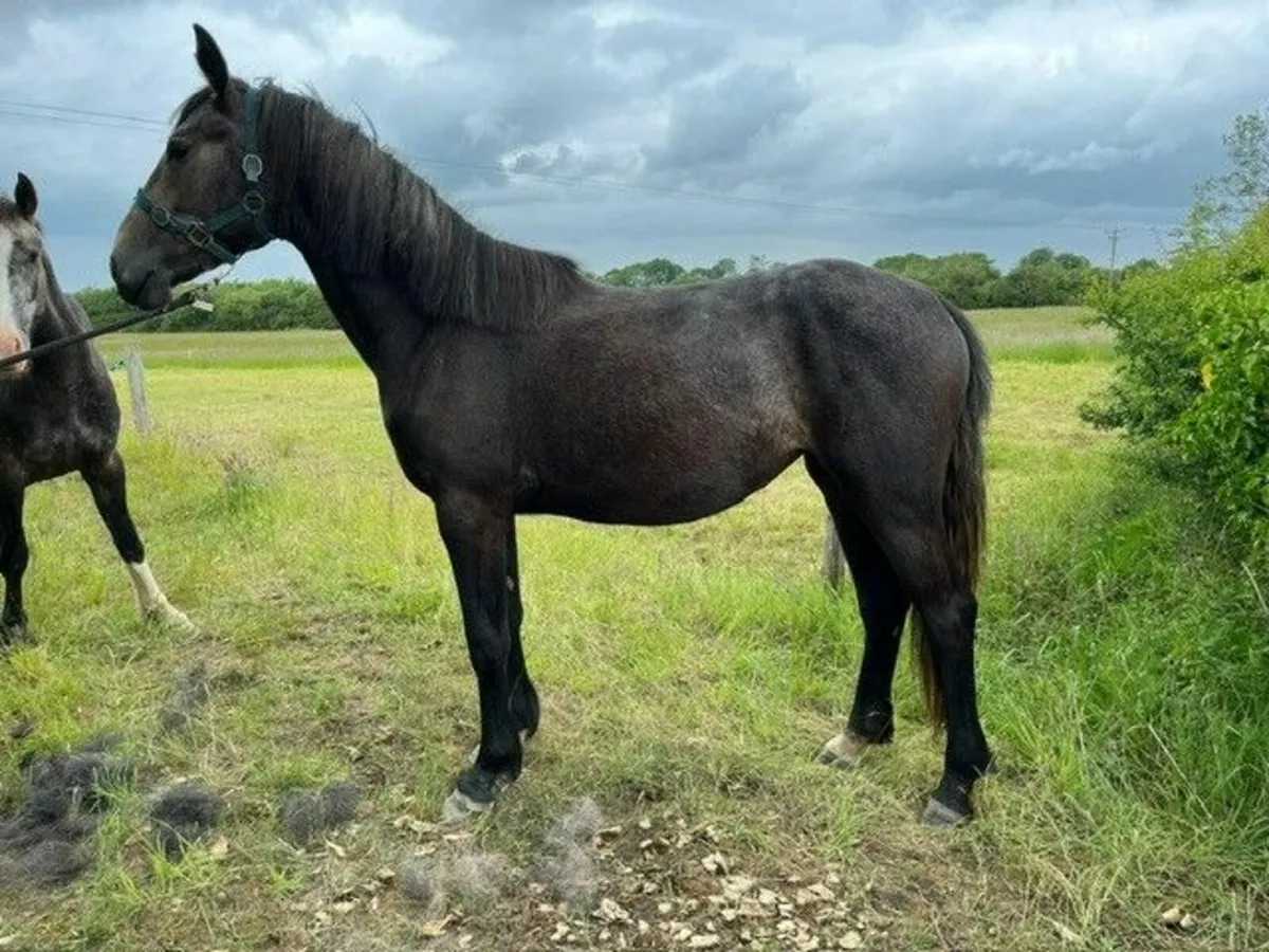 2yr old Filly - Image 2