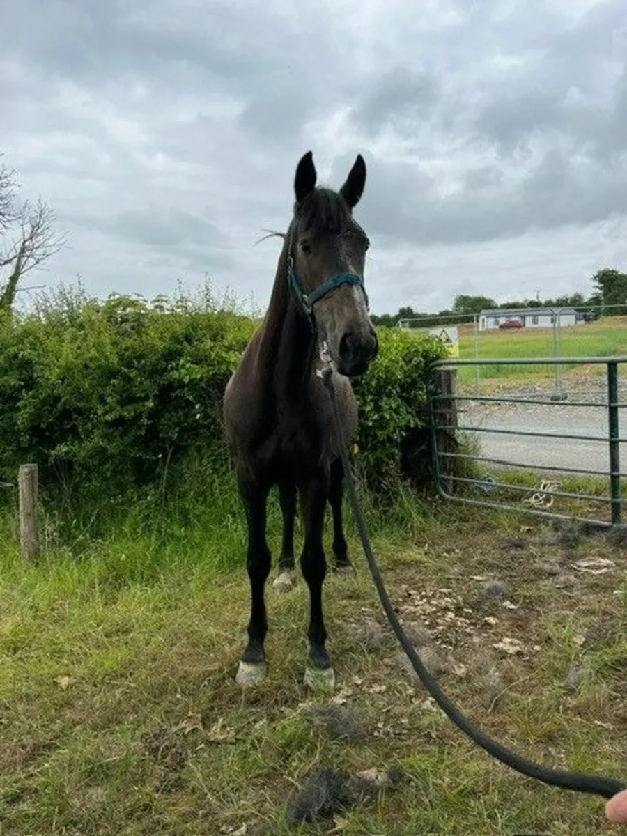 2yr old Filly - Image 3