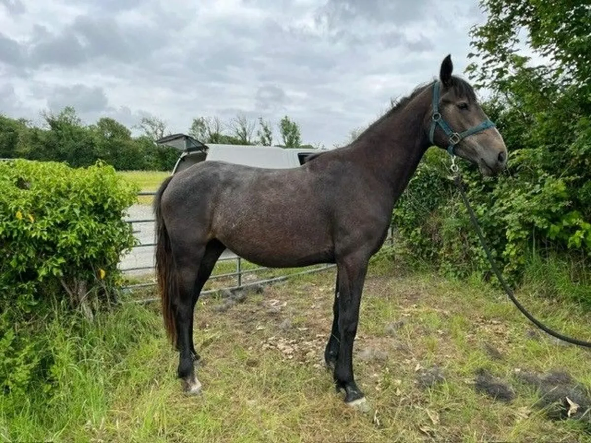 2yr old Filly - Image 4