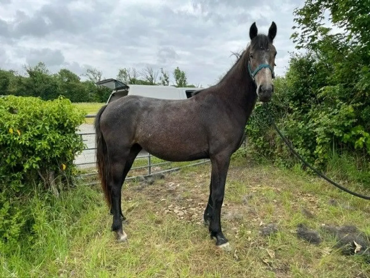 2yr old Filly - Image 1