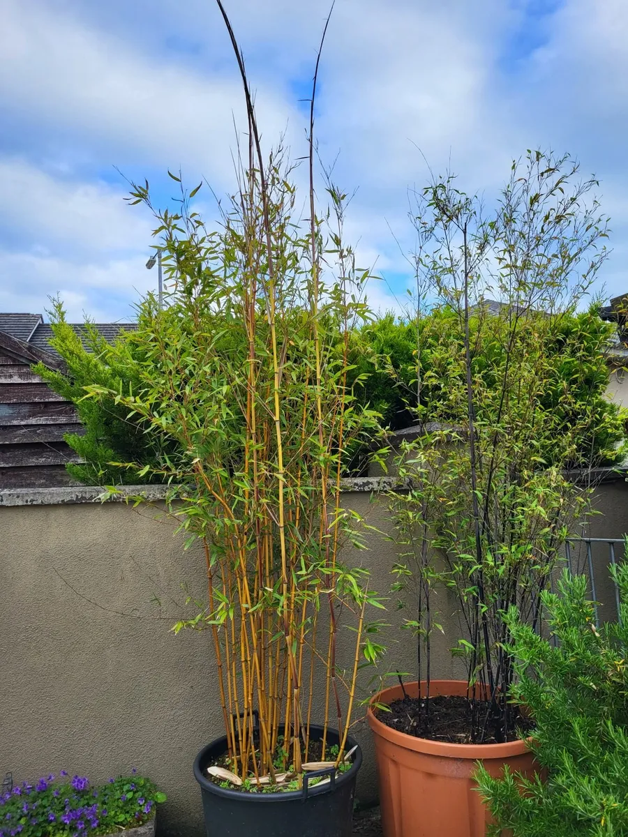 Bamboo - Image 3