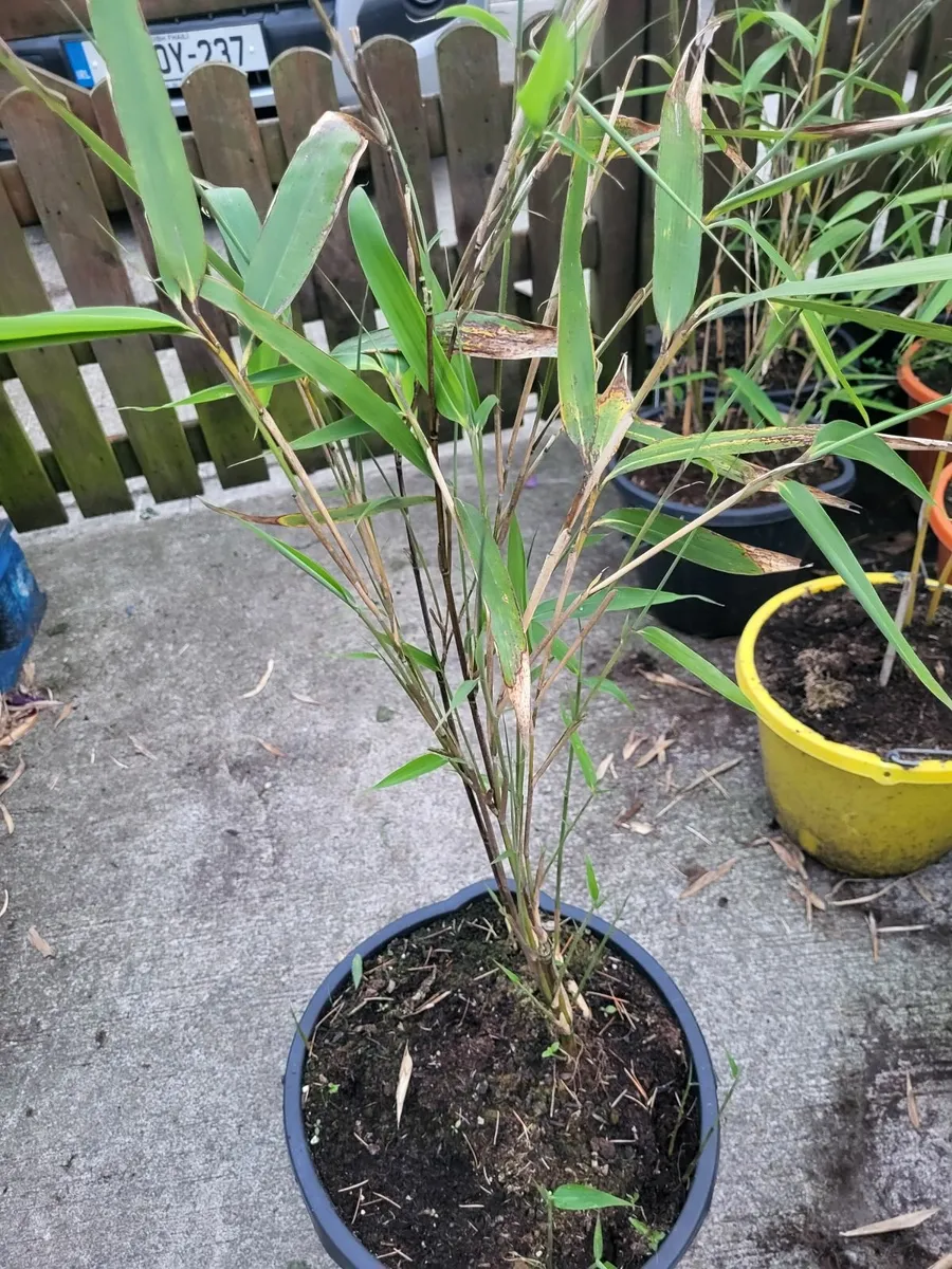 Bamboo - Image 4