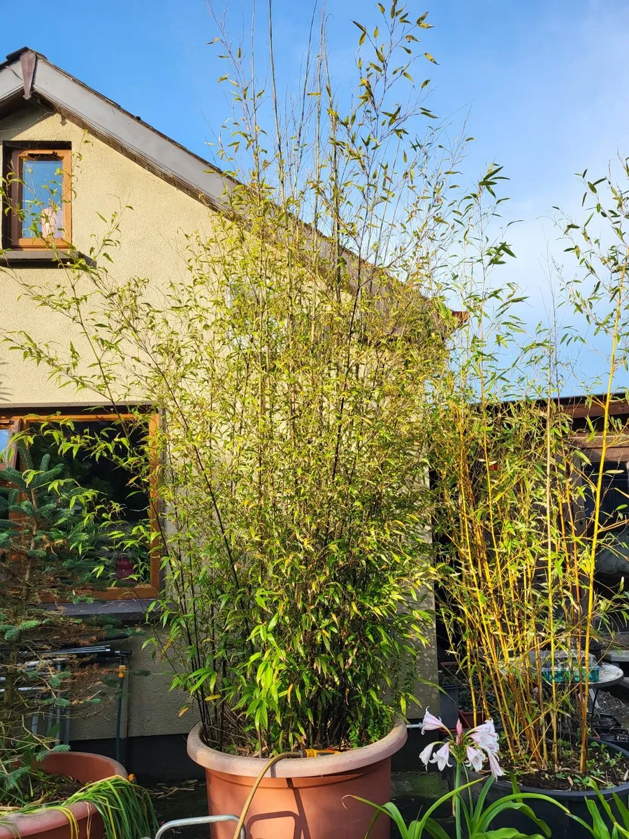 Bamboo - Image 2