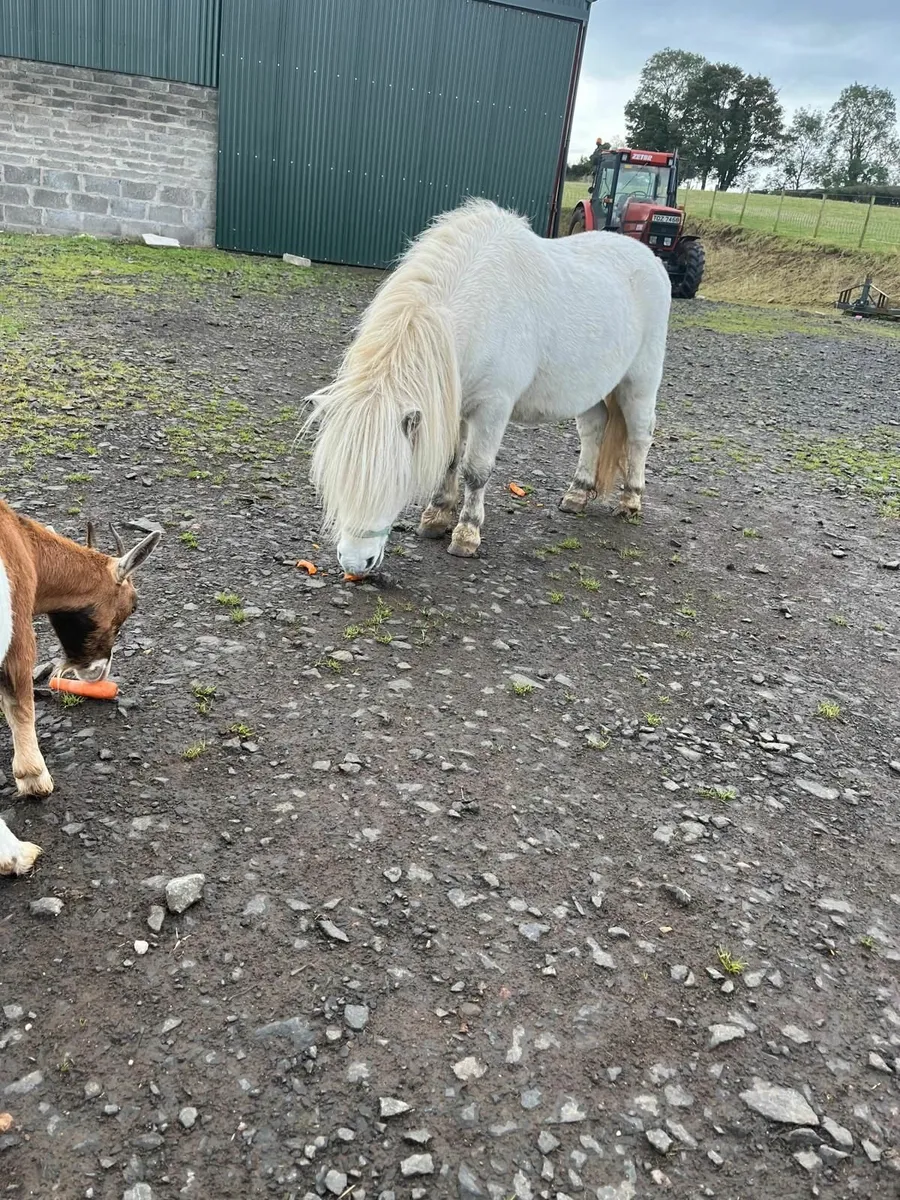 Shetland Pony - Image 1