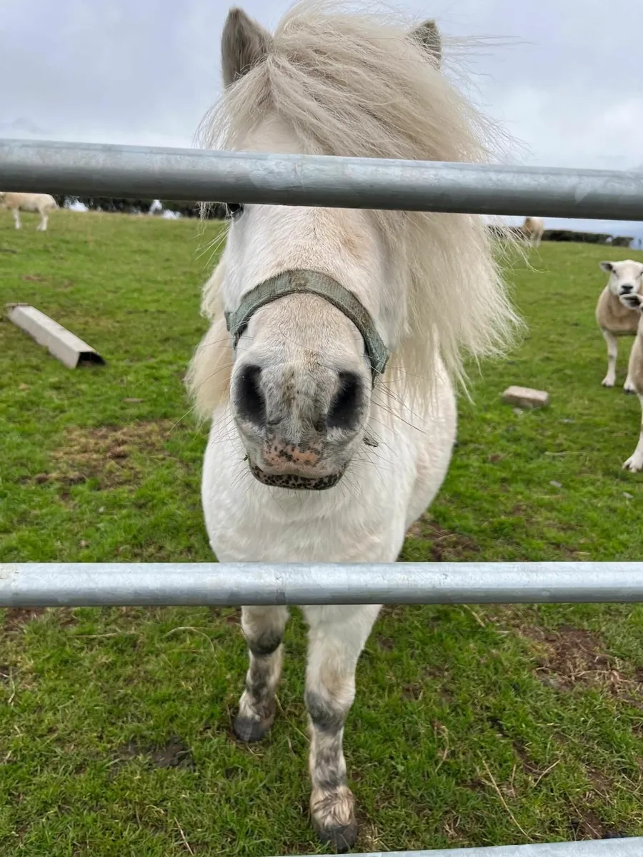 Shetland Pony - Image 2