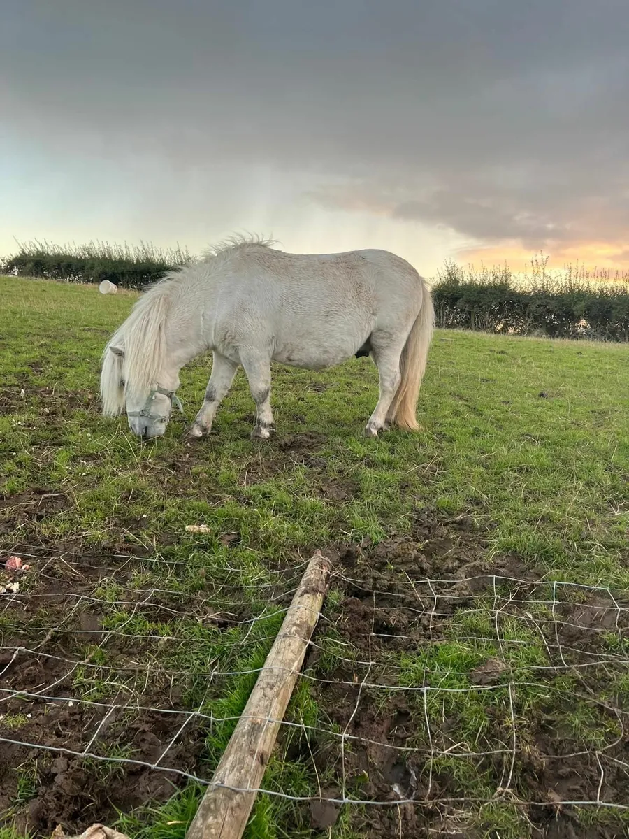 Shetland Pony - Image 3