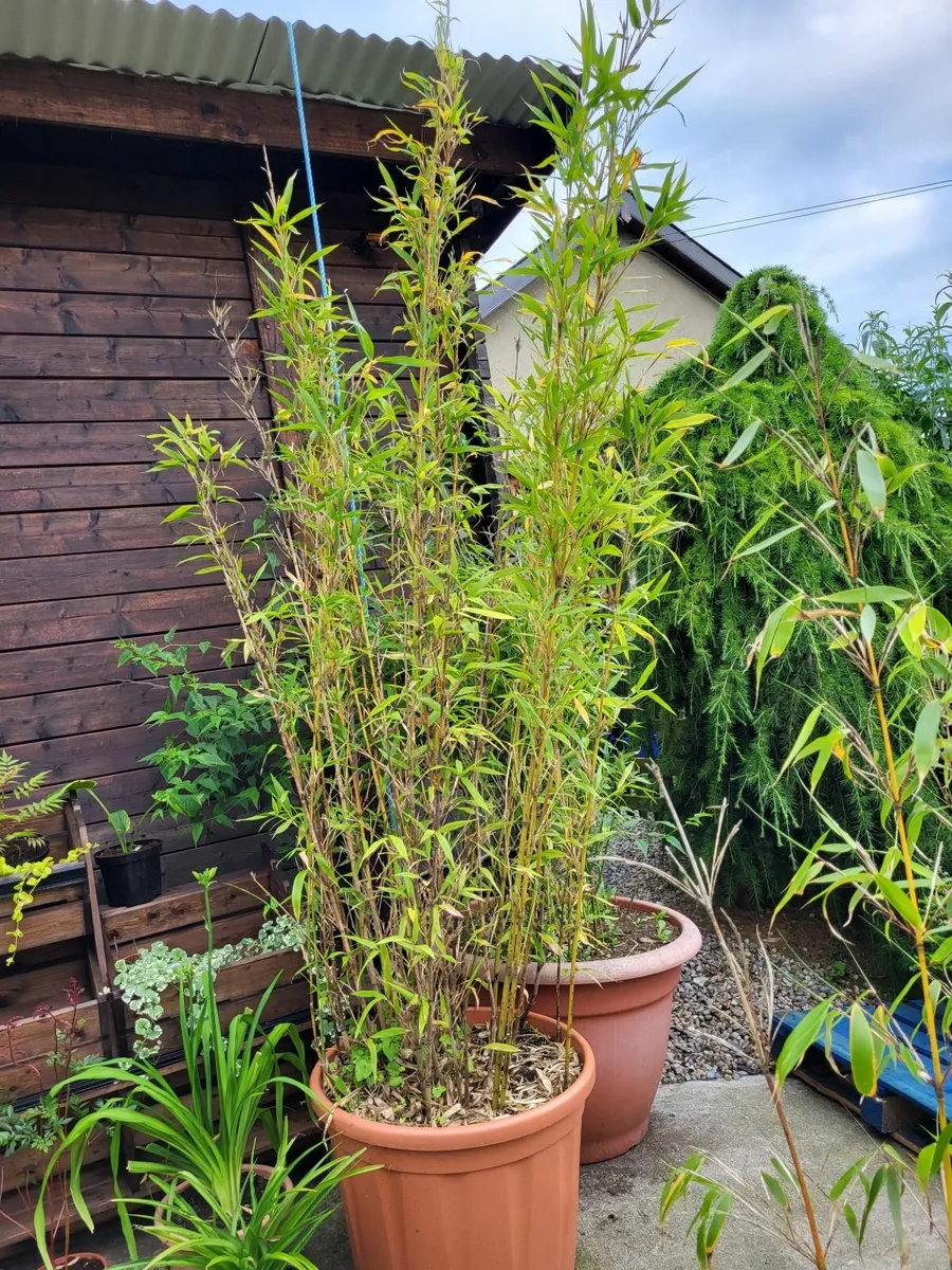 Bamboo - Image 1