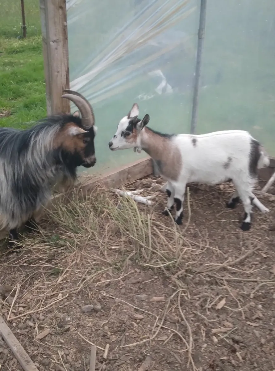 Pygmy Goat - female - Image 2