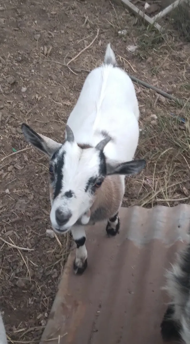 Pygmy Goat - female - Image 3